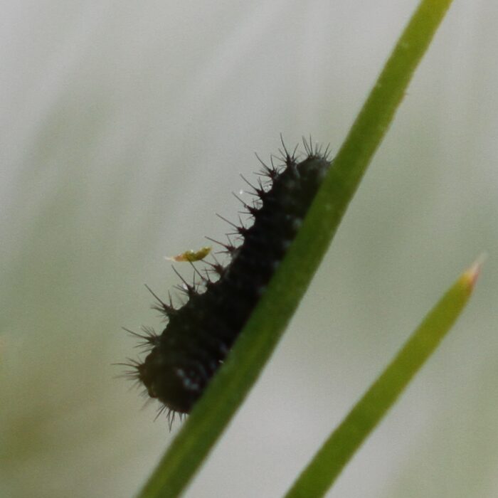 3 mm chenille d'un jour.